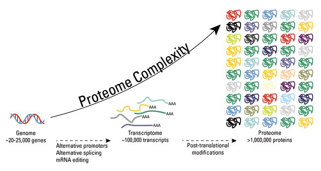 Which of the following is a post translational modification of a polypeptide information