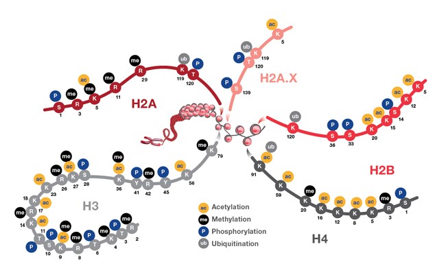 Overview Of Post Translational Modification Thermo Fisher Scientific Us