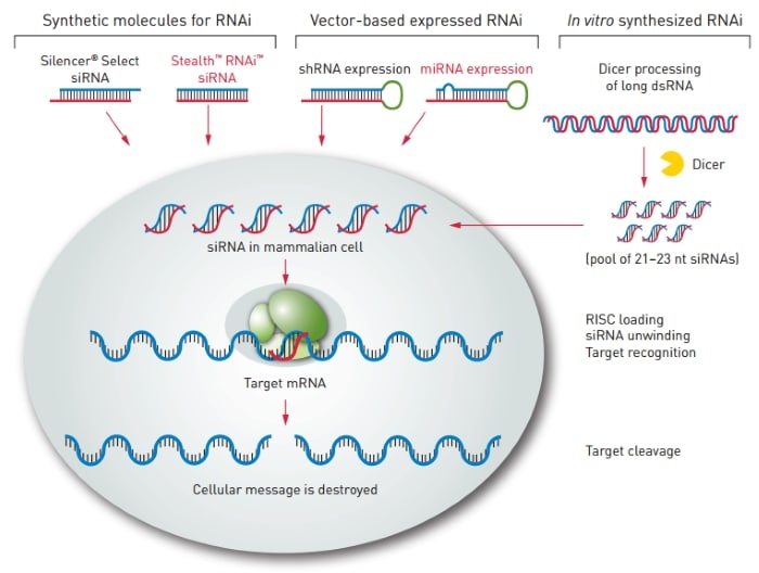 siRNA Analysis image