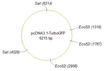 Neb Restriction Enzyme Chart