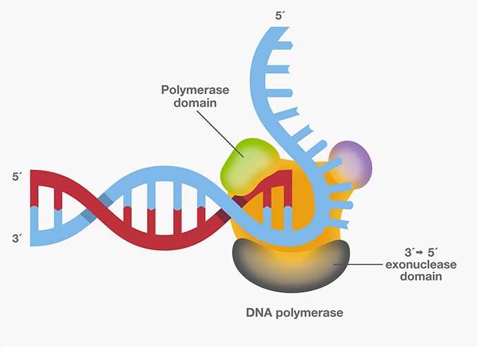 proofreading polymerase pcr