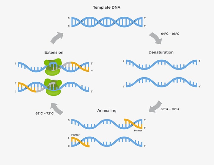 Image result for pcr annealing