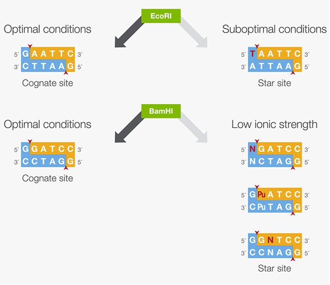 Invitrogen Restriction Enzyme Buffer Chart