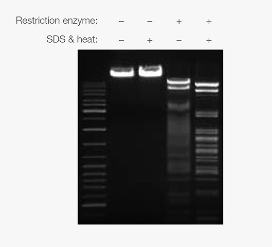 Fermentas Restriction Enzymes Buffer Activity Chart