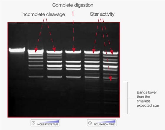 Fermentas Restriction Enzyme Chart