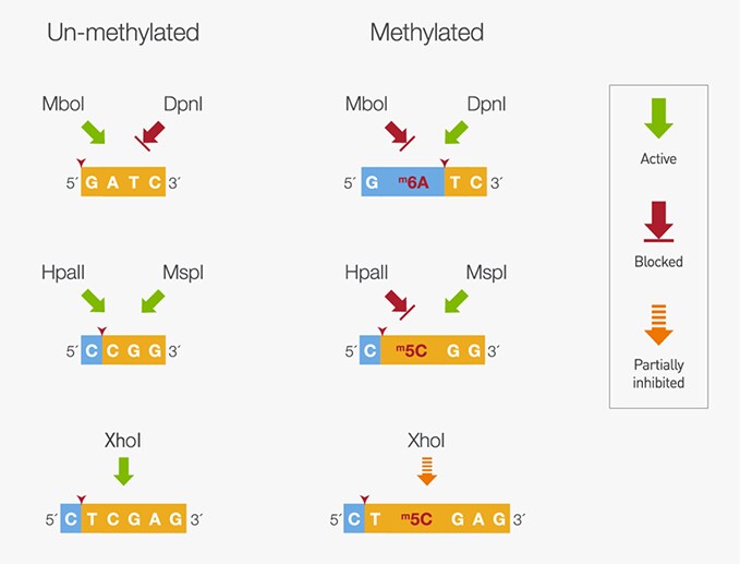 Fermentas Restriction Enzyme Chart