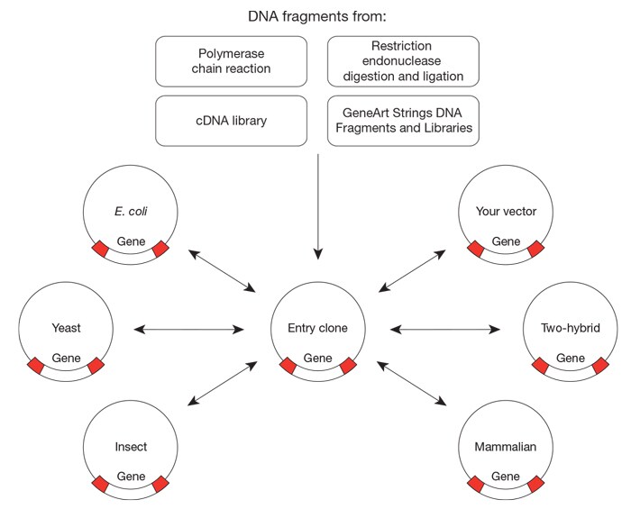 Gateway technology facilitates cloning of genes