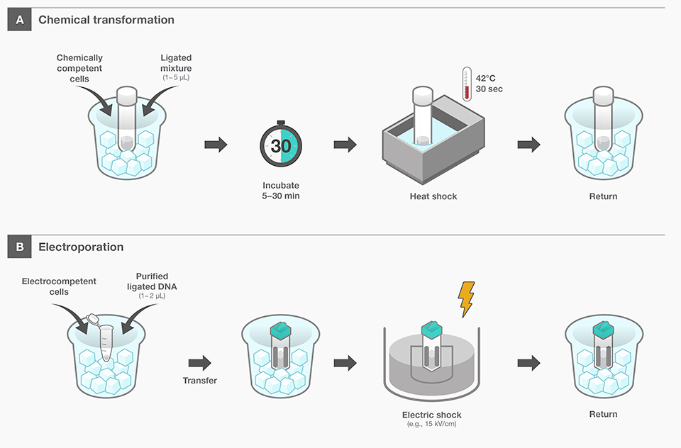 Bacterial Transformation Workflow 4 Main Steps Thermo Fisher Bacterial Transformation Workflow 4 Main Steps Thermo Fisher