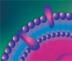 1-Step-Human-High-Yield-In-Vitro"