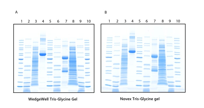 Invitrogen Gel Migration Chart