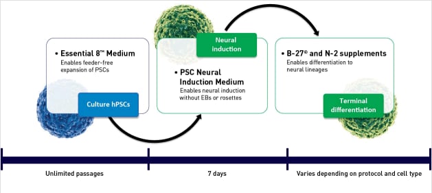 diagram showing pluripotent stem cells differentiating into neural cells