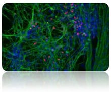 Microscopic view of fluorescently stained ectoderm differentiated pluripotent stem cells in culture