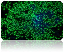 Microscopic view of fluorescently stained endoderm differentiated pluripotent stem cells in culture