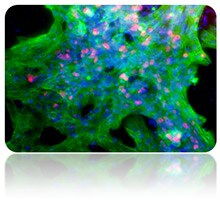 Microscopic view of fluorescently stained mesoderm differentiated pluripotent stem cells in culture