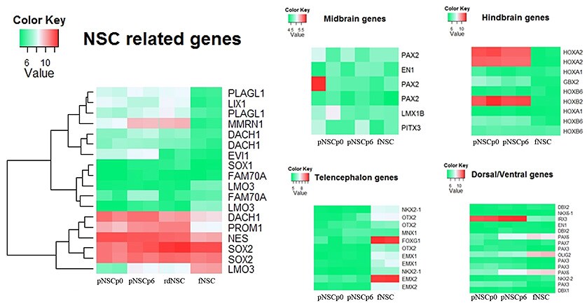 gene expression map of differentiated neural stem cells (NSCs) after neural induction