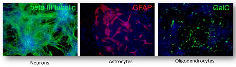Microscopic view of fluorescently labeled neurons, astrocytes, and oligodendrocytes following NSC differentiation using Neural Induction Medium