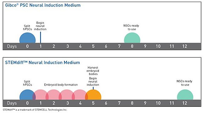 Gibco PSC Neural Induction