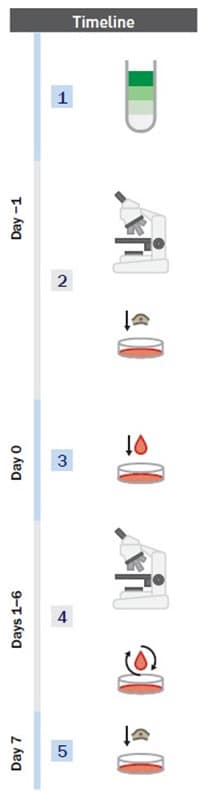 diagrammed steps of PSC Neural Induction Medium workflow