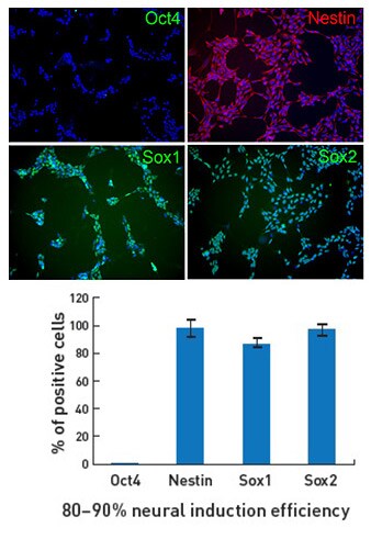 results from neural induction study showing expression of standard pluripotency markers