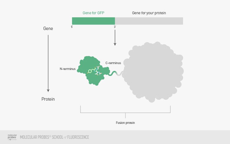 Optimal placement of your gene of interest is on the C-terminal end of the fluorescent protein gene.