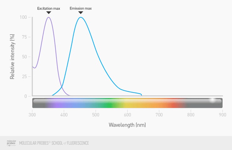 graph showing the range of wavelengths that can be used to excite a given fluorophore and the resulting range of wavelengths of light that comprise the emission from that fluorophore, with peak wavelengths for excitation and emission marked