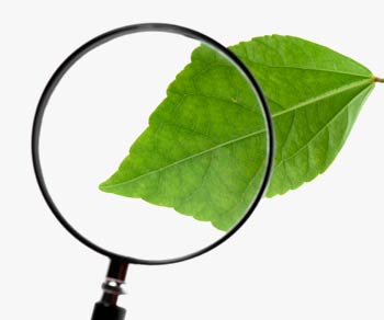 photograph showing a leaf, with a portion magnified using a magnifying glass