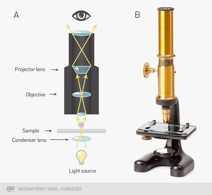 illustration showing how light travels through a basic brightfield microscope next to a photo of an antique microscope of similar construction