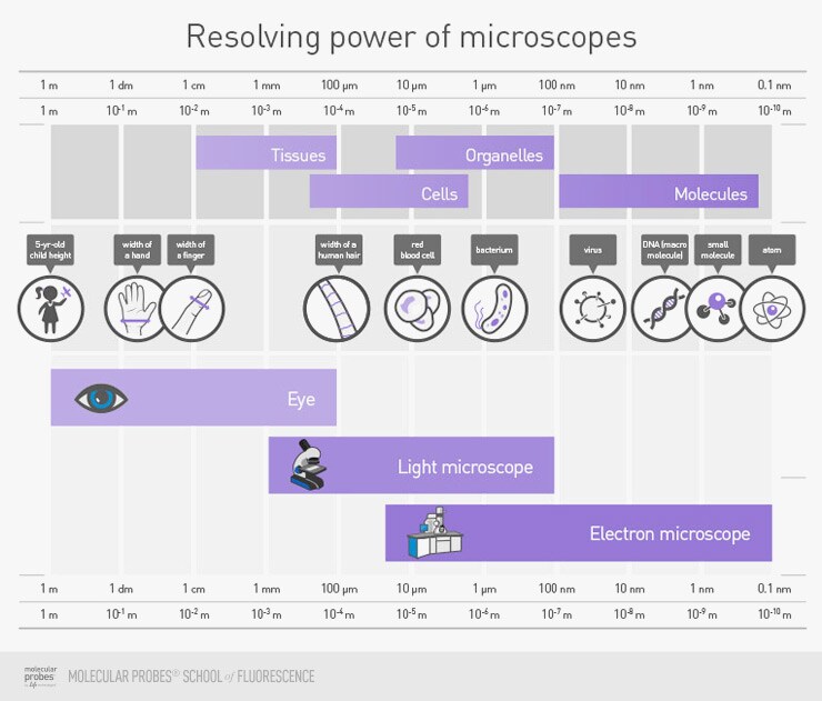 Microscope Magnification Chart