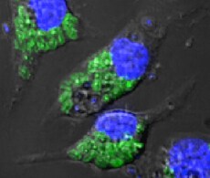 phagocytosis, endocytosis, and receptor internalization