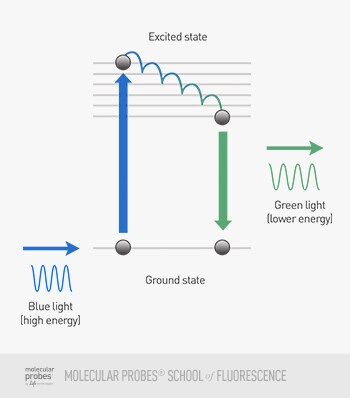 illustration showing an electron's energy change as green fluorescence is emitted from blue incident light