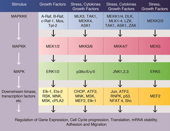 regulation of gene expression