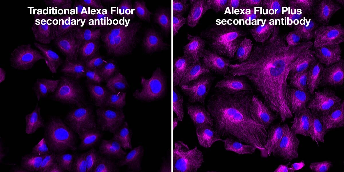 Alexa Fluor Color Chart