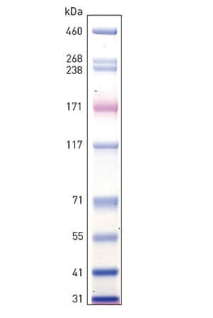 HiMark Prestained Protein Standard