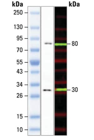 iBright Prestained Protein Ladder