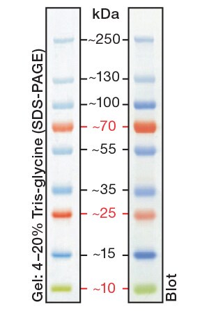 PageRuler Plus Stained Protein Ladder