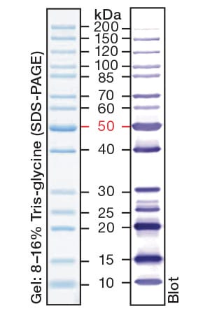 PageRuler Unstained Protein Ladder