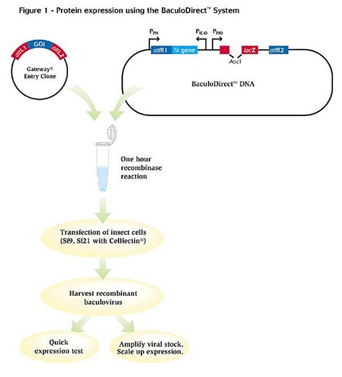 Overview Of Protein Expression Systems Thermo Fisher Scientific Us