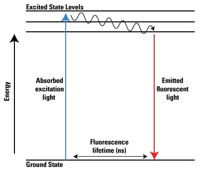 Fluorescent Probes | Thermo Fisher Scientific - IN wiring diagrams for freezer 