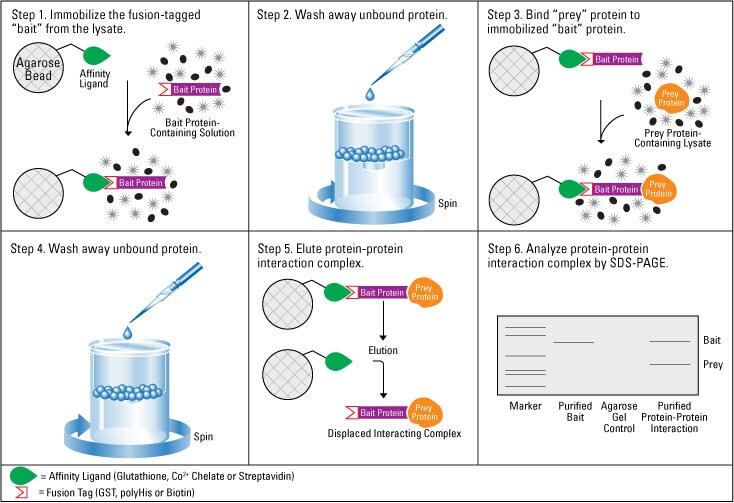 Methods For Detection Of Protein-Protein Interactions