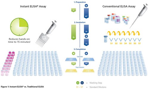 Science Overview Overview of ELISA Thermo Fisher Scientific CA Science Overview Overview of ELISA Thermo Fisher Scientific CA