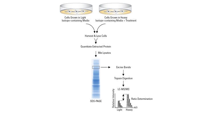 Mass Spectrometry Flow Chart