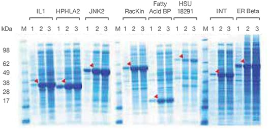 Mammalian stable and transient expression protocols compared
