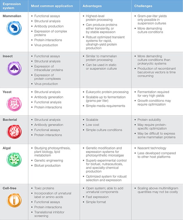 Overview Of Protein Expression Systems Thermo Fisher Scientific Us