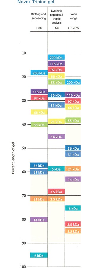 Invitrogen Gel Migration Chart