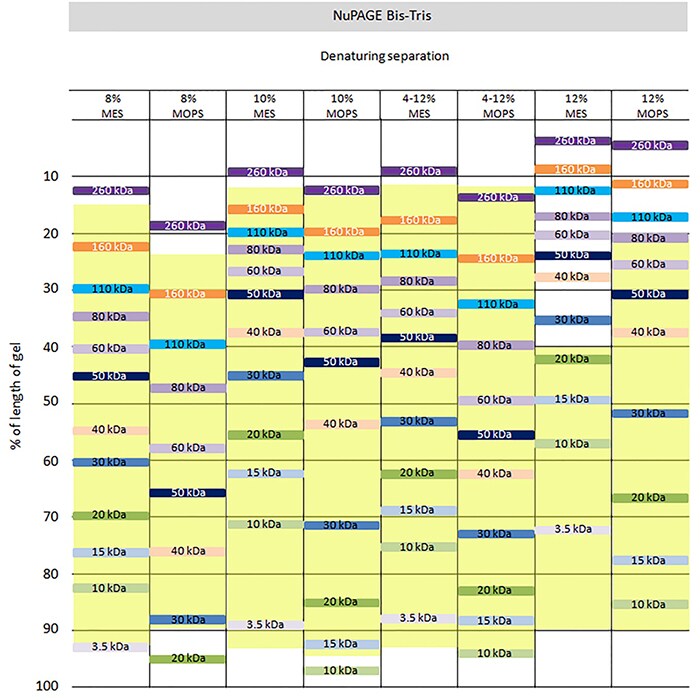 Invitrogen Gel Migration Chart