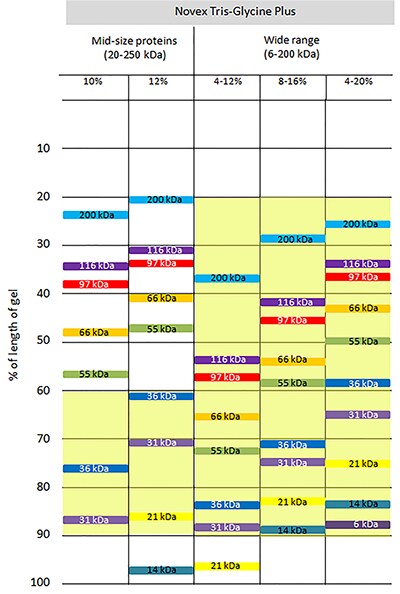 Invitrogen Gel Migration Chart