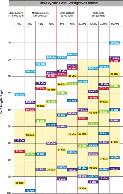 Invitrogen Gel Migration Chart