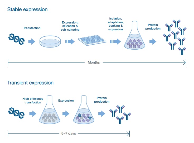 Mammalian stable and transient expression protocols compared