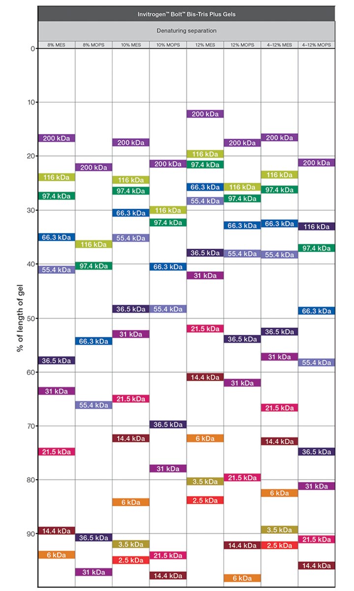 Invitrogen Gel Migration Chart