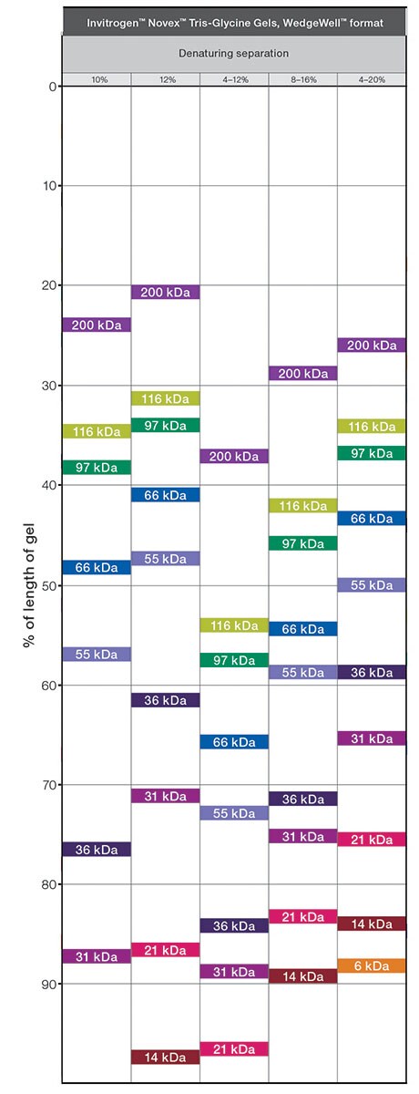 Invitrogen Gel Migration Chart